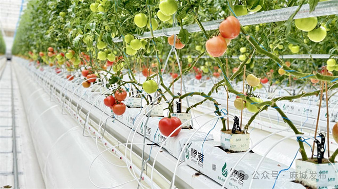 1761635764168047.jpg 3.jpg